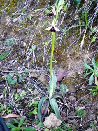 Ophrys panormitana